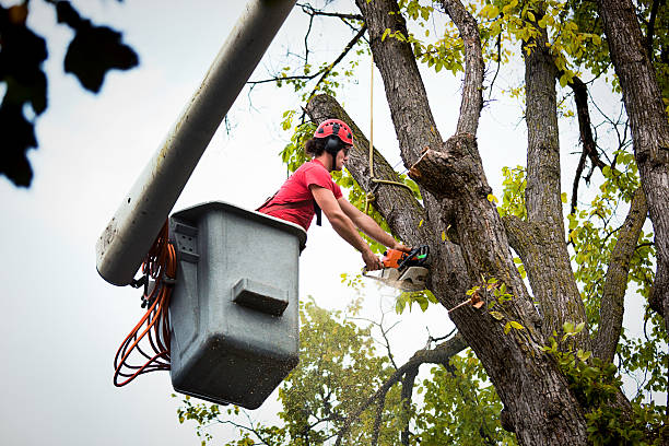 Lowes Island, VA Tree Removal and Landscaping Services Company